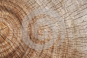 Old cut surface of oak tree