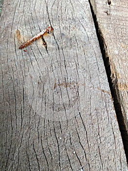 old, rusty nails on a wooden board