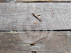 old, rusty nails on a wooden board