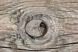 Close up view of old tree cut surface. Grey wood texture backgrounds