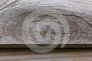 Close up view of old tree cut surface. Grey wood texture backgrounds