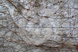 A close-up view of an old wall overgrown with a climbing bush.