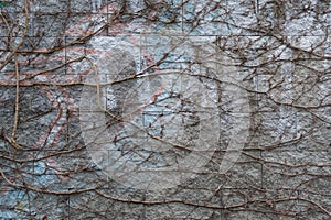 A close-up view of an old wall overgrown with a climbing bush.