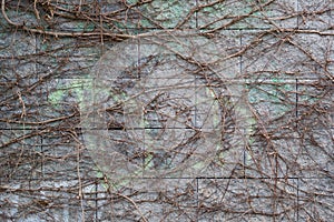 A close-up view of an old wall overgrown with a climbing bush.