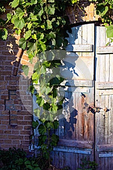 Close-up view of old wooden gate into the cellar covered by grapevine. Grapevine leaves border. Natural frame. Stone wall.