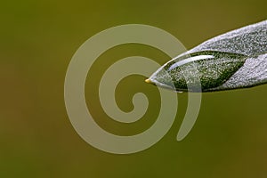 Close-up view of olive leaf with water drops after rain