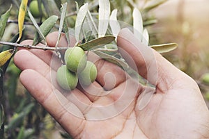 Close up view of an olive pickers` hand picking ripe olives photo