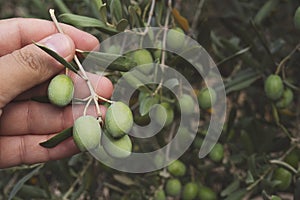 Close up view of an olive pickers` hand picking ripe olives photo