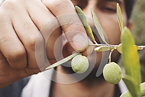 Close up view of an olive pickers` hand picking ripe olives photo