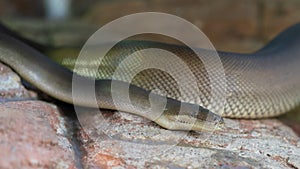 Close up view of an Olive Python or Liasis olivaceus in Australia
