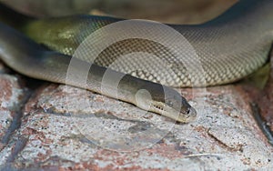 Close up view of an Olive Python or Liasis olivaceus in Australia