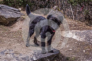 Close up view of one black small dog standing on a rock. Sagarmatha (Everest) National Park, Animals in Nepal.