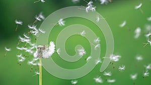 Close up view of one dandelion Taraxacum on the strong wind blowing from the left side.