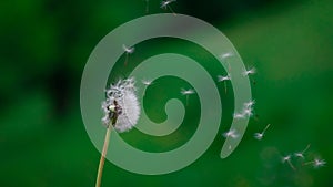 Close up view of one dandelion Taraxacum on the strong wind blowing from the left side.