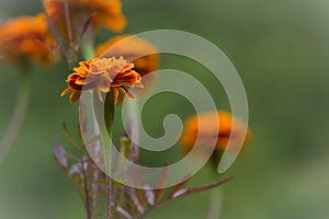 Redorange flower.