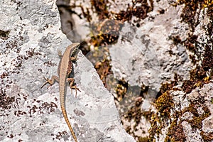 Close up view of one small lizard standing on white stone