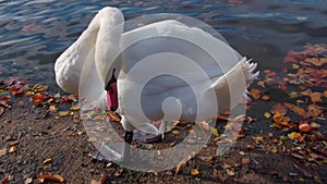 Close up view of one swan cleaning his plumage, near the lake.