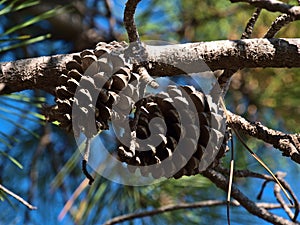 Close-up view of opened cones of a maritime pine with brown branches and green needles at Cap Roux, French Riviera.