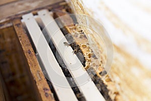 Close up view of the opened hive body showing the frames populated by honey bees. photo