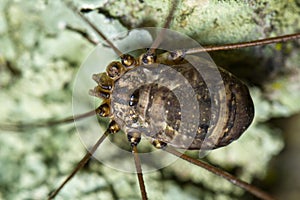 harvestmen