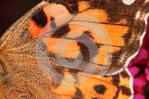 A close-up view on an orange butterfly wing, nice texture - macro shot