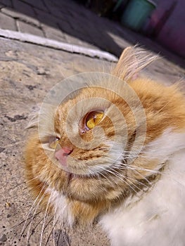 close-up view of orange cat with pink nose sunbathing