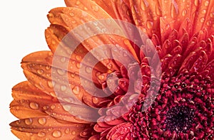 Close up view of an orange Gerbera daisy flower