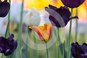 Close up view of orange Tulip flower in the garden photo