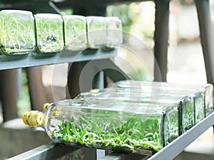 Close up view of orchid or plant tissue culture or lab in glass