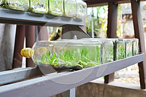 Close up view of orchid or plant tissue culture or lab in glass bottles