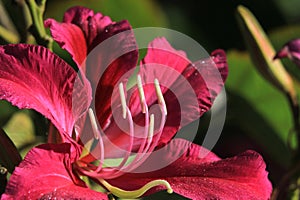 Red Orchid Tree Blossom with filament close up