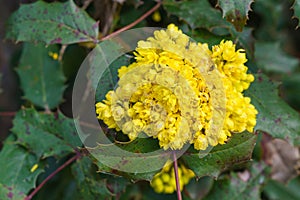 Close up of view of oregon grapes blooming. Bunches of yellow flowers bloom in spring