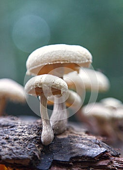 Close up view of organic mushrooms with bokhe background