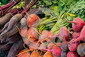 Close up view of organic turnips beets and carrots in bunches on offer at a farmers market