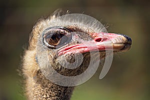 Close up view of an Ostrich on nice blurred background.