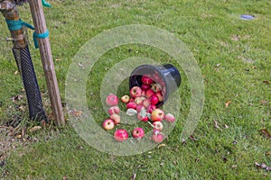 Close-up view of overturned bucket of apples on green lawn under apple tree in orchard.