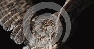 Close up view of an owl flapping its wings, predator bird in the studio, 4k