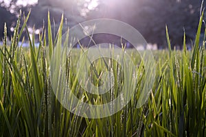 Close up view of paddy crops and dew droplets