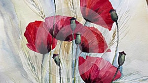 Close up view painting aquarelle watercolor floral art video. Poppies flowers. Full HD