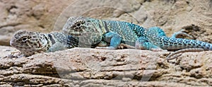 Close-up view of a pair of Eastern Collared Lizards photo
