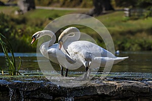 A close up view of a pair of  swans on a weir on the River Lin in Bradgate Park, Leicestershire, UK