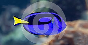 Close-up view of a palette surgeonfish photo