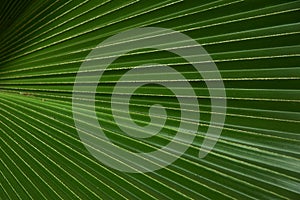 Close-up view of  palm leaf