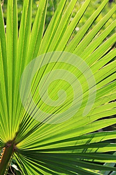 close up view of palm leaf with back lighting