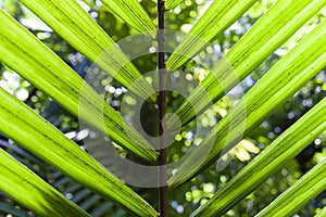 Close-up view of palm tree leaf