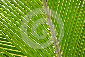 Close-up view of a palm tree leaf