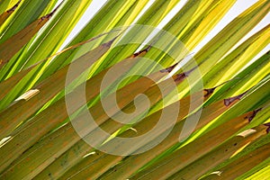 Close up view of palm tree leaves back lit