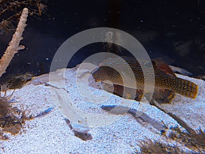 Close-up view of a Papuan toby and Sleeper blue dot gobies swimming in the water