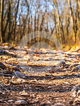Close-up view of a path in the forest in the Pilis mountains in Hungary