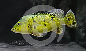 Close-up view of a Peacock bass photo